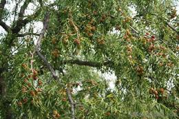 黃驊冬棗 北國(guó)的甜蜜瑰寶